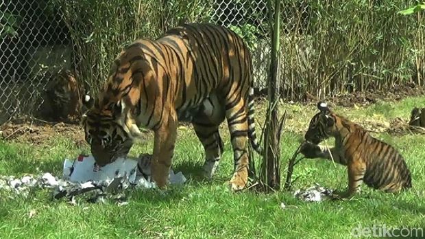 Gemasnya 'Trio Macan', Penghuni Baru Bali Zoo