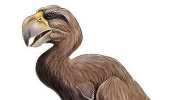 Ilmuwan menyebut Phorusrhacidae sebagai burung teror. Mereka hidup di Amerika Utara dan Selatan hingga 2 juta tahun yang lalu. Mereka dapat tumbuh mencapai tinggi 10 meter. Paruh mereka sangat kuat sehingga dapat digunakan untuk memecahkan kepala mangsanya. (Foto: iStockPhoto)