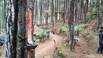 Foto: Hutan Pinus Penghilang Stress di Blitar