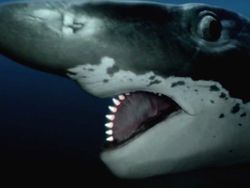 13 Hewan Purba Mengerikan yang Untungnya Telah Punah