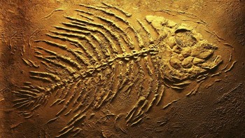 Piranha purba ini sangat besar hingga ilmuwan menyebut mereka Megapiranha. Mereka hidup 10 juta tahun yang lalu dan dapat tumbuh hingga mencapai panjang hingga satu meter. Piranha ini juga memiliki dua baris gigi. (Foto: iStockPhoto)