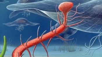 Hallucigenia fortis adalah cacing yang memiliki tentakel yang digunakan sebagai kaki. Di ujung tentakel-tentakel tersebut terdapat mulut. Berita baiknya, selain karena hewan ini sudah punah, ukurannya hanya mencapai 2 inci. (Foto: Science Photo Lobrary/Corbis)