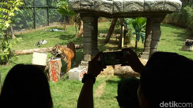 Gemasnya 'Trio Macan', Penghuni Baru Bali Zoo