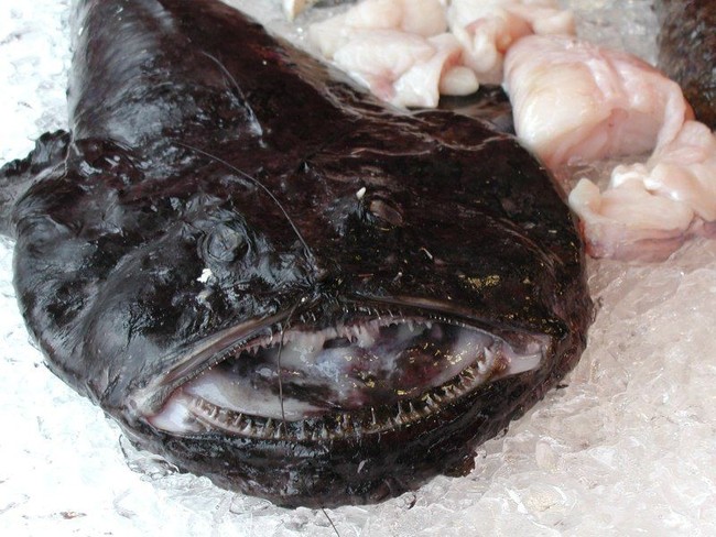 5 Ikan Populer Ini Punya Tampilan Menyeramkan Padahal Rasanya Enak