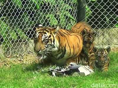 Gemasnya Trio Macan, Penghuni Baru Bali Zoo Gemasnya Trio Macan, Penghuni Baru Bali Zoo