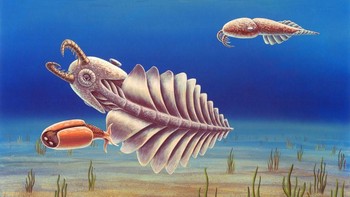 Anomalocaris adalah predator menyerupai udang yang hidup di air. Udang karnivor ini dapat mencapai panjang 1,8 meter dan memiliki tentakel yang bergigi. (Foto: Science Photo Lobrary/Corbis)  