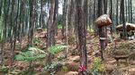 Foto: Hutan Pinus Penghilang Stress di Blitar