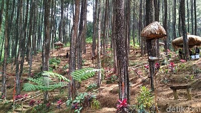Foto: Hutan Pinus Penghilang Stress di Blitar