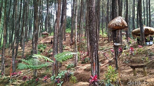 Hutan pinus gogoniti di Blitar