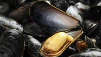 Biomaterials ini merupakan teknologi tahan gempa yang mengadopsi kemampuan hewan. Salah satunya kerang yang memiliki daya lekat kuat. Hal itu bisa diterapkan di konstruksi bangunan untuk tetap kokoh saat terjadi guncangan. Istimewa/science.howstuffworks.com