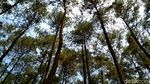 Foto: Hutan Pinus Penghilang Stress di Blitar