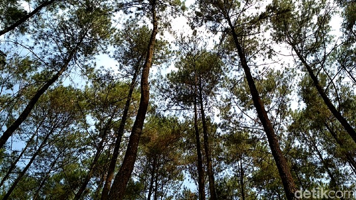 Hutan pinus gogoniti di Blitar