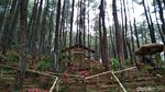 Foto: Hutan Pinus Penghilang Stress di Blitar