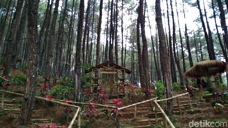Hutan Pinus Blitar Yang Bikin Tenang Dan Damai Hutan Pinus Blitar Yang Bikin Tenang Dan Damai