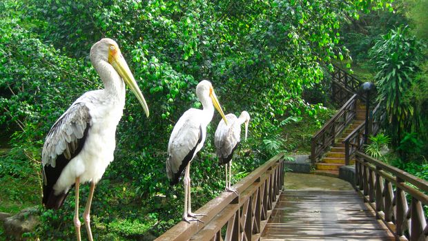 Business Trip ke Kuala Lumpur? Jangan Lupa Lihat 3.000 Burung