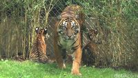 Gemasnya 'Trio Macan', Penghuni Baru Bali Zoo