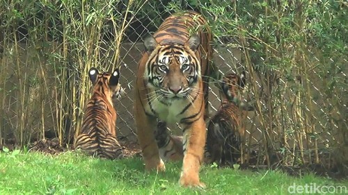 3 bayi harimau di Bali Zoo