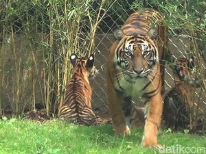 Bali Zoo: Harga Tiket Masuk, Lokasi, dan Jadwal Shownya