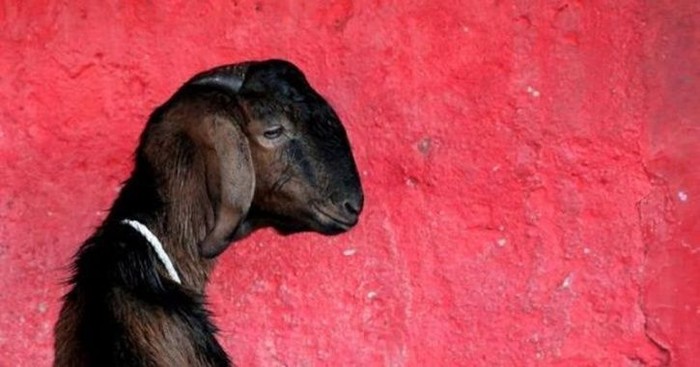 ilustrasi kambing