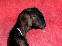 Seperti Manusia, Kambing Juga Bisa Pingsan
