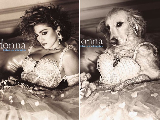 Dalam wawancara dengan Bored Panda, Vincent Flouret mengungkapkan anjingnya senang bermain-main. Dan pemotretan yang dilakukannya bersama Max bagi anjingnya adalah ajang bersenang-senang. Max begitu menikmati sesi foto bersama Vincent. Potret ini contohnnya saat sang anjing meniru gaya Madonna di sampul album Like A Virgin. Foto: Instagram max_et_vincent