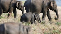 Sejak 2008, disebutkan populasi gajah di taman nasional ini terus meningkat (Foto: Dok. REUTERS/Dinuka Liyanawatte)