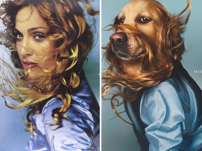 Seperti inilah jadinya jika seekor anjing mengikuti gaya ikonik Madonna. Adalah anjing berusia enam tahun bernama Max yang mengikuti pose Madonna di sampul album sang diva Ray of Light. Bulu cokelatnya dibuat melayang persis seperti gaya rambut Madonna di sampul albumnya. Foto: Instagram max_et_vincent
