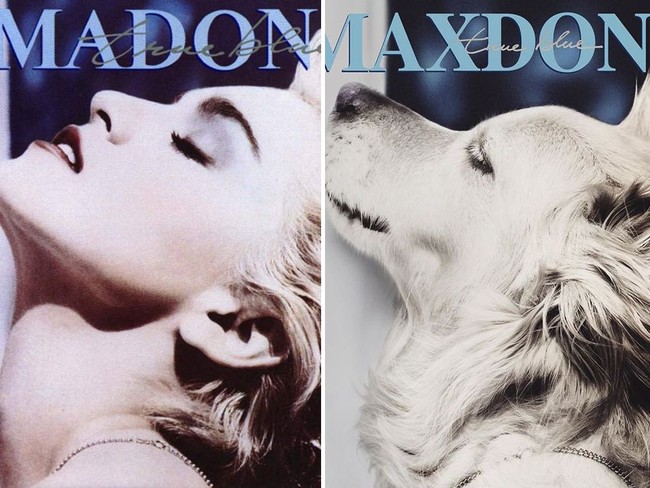 Fotografer Vincent Flouret membuat seri karya bertema Madonna dengan menjadikan anjingnya sebagai model fotonya dalam rangka pameran bertema Madonna yang digelar di LAgence Arlesienne, Paris. Foto: Instagram max_et_vincent