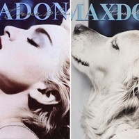 Fotografer Vincent Flouret membuat seri karya bertema Madonna dengan menjadikan anjingnya sebagai model fotonya dalam rangka pameran bertema Madonna yang digelar di LAgence Arlesienne, Paris. Foto: Instagram max_et_vincent