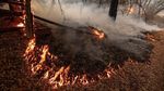 Ganasnya Kebakaran Hutan di California yang Tewaskan 6 Orang