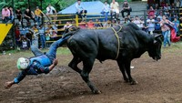 Tampak seorang matador dilempar banteng dan terjungkal ke belakang.  (Foto: Dok. REUTERS/Oswaldo Rivas)