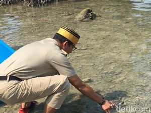 Video: Sandi Lepas Penyu Owo dan Owi ke Laut