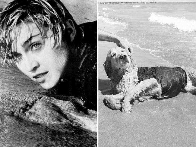 Vincent mengungkapkan semua kostum yang dipakai Max pada seri foto Madonna ini dibuatnya sendiri. Dan dia mengaku butuh delapan bulan untuk melatih Max melakukan pose serupa Madonna. Foto: Instagram max_et_vincent