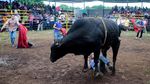 Nekat! Warga vs Banteng di Festival Santo Domingo de Guzman