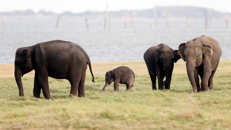 Gajah, salah satu hewan di Sri Lanka (Dok. REUTERS/Dinuka Liyanawatte) Gajah, salah satu hewan di Sri Lanka (Dok. REUTERS/Dinuka Liyanawatte)