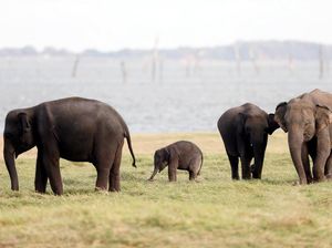 Phajaan: Tradisi Kejam Menyiksa Gajah