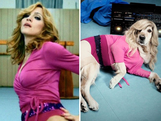 Banyak netizen terpesona dengan kemampuan Max berpose ke kamera menirukan gaya Madonna. Aksi anjing berusia enam tahun itu sungguh menggemaskan. Seperti aksinya di foto ini menirukan pose Madonna di video klip Hung Up. Foto: Instagram max_et_vincent