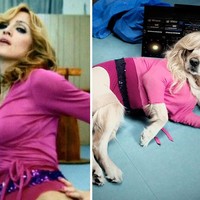 Banyak netizen terpesona dengan kemampuan Max berpose ke kamera menirukan gaya Madonna. Aksi anjing berusia enam tahun itu sungguh menggemaskan. Seperti aksinya di foto ini menirukan pose Madonna di video klip Hung Up. Foto: Instagram max_et_vincent