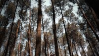 Hutan Pinus Mangunan, salah satu tempat foto-foto terbaik di Yogyakarta juga pernah didatanginya (delliedinda/Instagram)