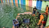 Para petugas sedang mengumpulkan sampah organik berupa daun-daun yang hanyut di Danau Sunter.