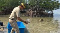 Awalnya Sandi yang masih memakai baju dinas memegang penyu yang akan dilepaskan dari ujung bibir pantai di Pulau Sebira. Satu per satu Sandi memberi nama pada penyu-penyu yang dilepaskannya. (Foto: Dok. 20detik)