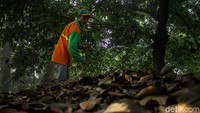 Petugas mulai menyisir sampah daun di kawasan tersebut.
