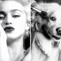 Nantinya semua karya-karya Vincent yang menampilkan Max bergaya seperti Madonna ini dipamerkan di pameran di Paris tersebut. Dan hasil penjualan foto ini akan disumbangkan ke yayasan amal Madonna, Raising Malawi. Foto: Instagram max_et_vincent