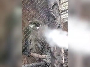 Pria yang Ngaku Asapi Monyet dengan Vapor Minta Maaf
