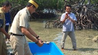 Yang pertama (nama penyu) Rasyid, yang kedua Murad, yang ketiga Mawar, kata Sandi  (Foto: Dok. 20detik)