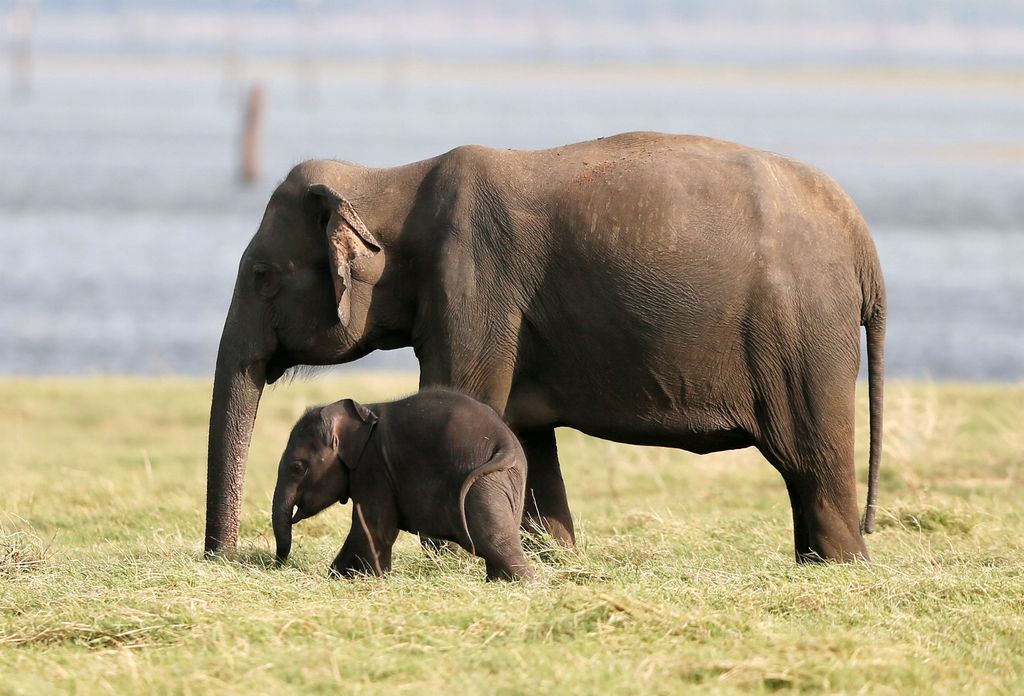 A baby elephant is seen next to a herd of elephants at Kaudulla national park in Habarana, Sri Lanka July 30, 2018. REUTERS/Dinuka Liyanawatte