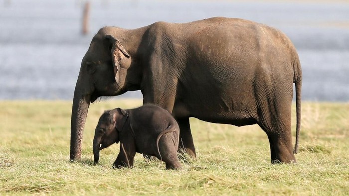 A baby elephant is seen next to a herd of elephants at Kaudulla national park in Habarana, Sri Lanka July 30, 2018. REUTERS/Dinuka Liyanawatte