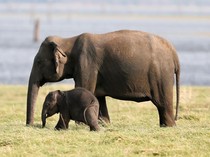 Kenapa Gajah Punya Ingatan Kuat? Begini Kemampuannya