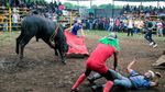 Nekat! Warga vs Banteng di Festival Santo Domingo de Guzman