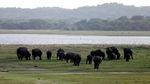 Taman Nasional Kaudulla, Tempat Gathering Gajah di Sri Lanka